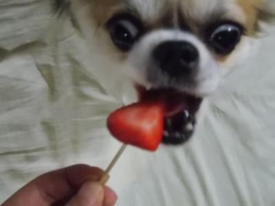 イチゴを食べてるハヤテ