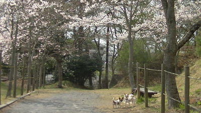 桜とチワワーズ