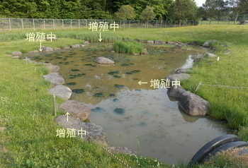 公園の池２