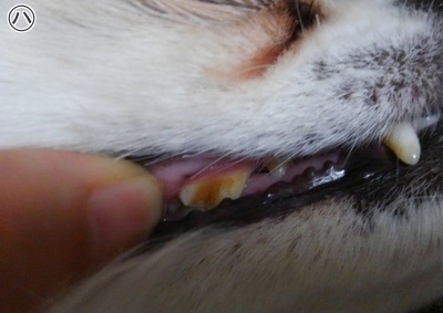 ハヤテの歯