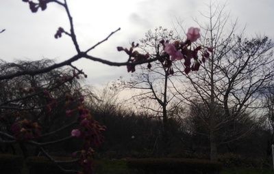 桜とチワワーズ２