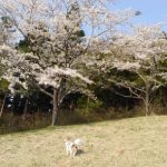 桜とチワワのハヤテ