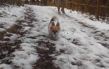 雪道散歩中のハヤテ