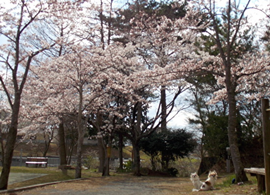 桜とチワワーズ５