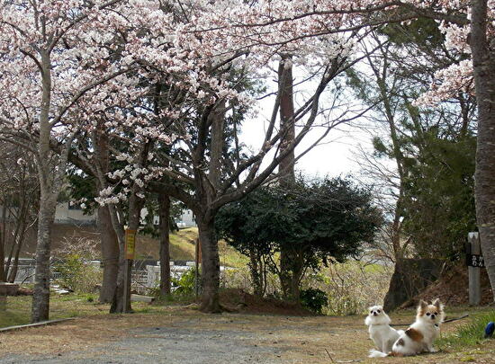 桜とチワワーズ