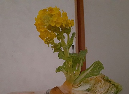 白菜から咲いた花