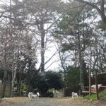 桜と記念撮影