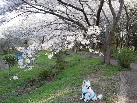 ハヤテと桜